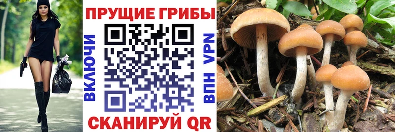 Купить где Губаха Галлюциногенные грибы Magic Shrooms